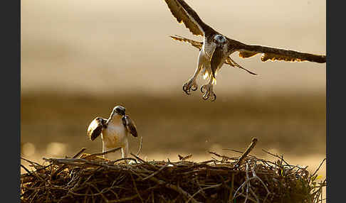 Fischadler (Pandion haliaetus)