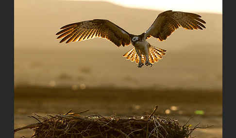 Fischadler (Pandion haliaetus)