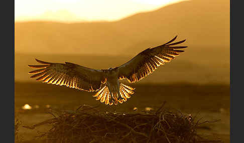 Fischadler (Pandion haliaetus)