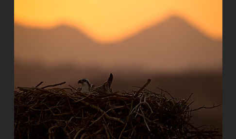 Fischadler (Pandion haliaetus)