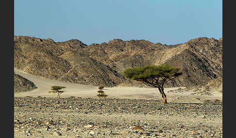 Sahara-Akazie (Acacia raddiana)