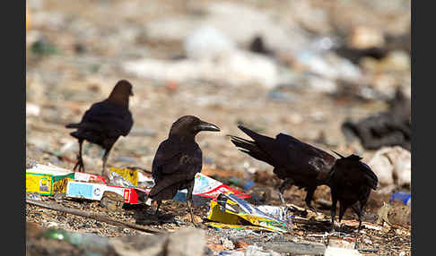 Wüstenrabe (Corvus ruficollis)