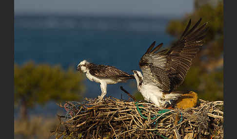 Fischadler (Pandion haliaetus)