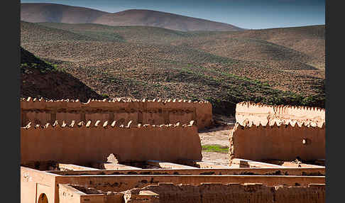 Marokko (Morocco)