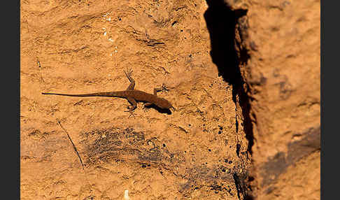 Atlas-Taggecko (Quedenfeldita trachyblepharus)