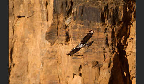 Habichtsadler (Aquila fasciata)