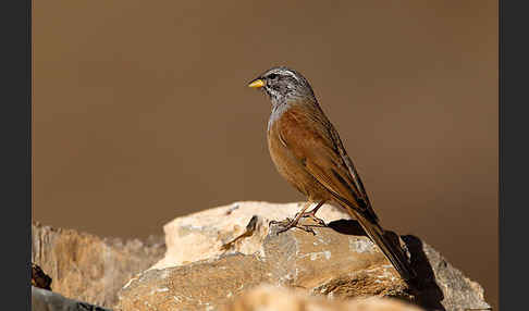 Hausammer (Emberiza striolata)