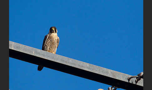 Wüstenfalke (Falco pelegrinoides)