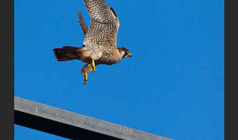 Wüstenfalke (Falco pelegrinoides)