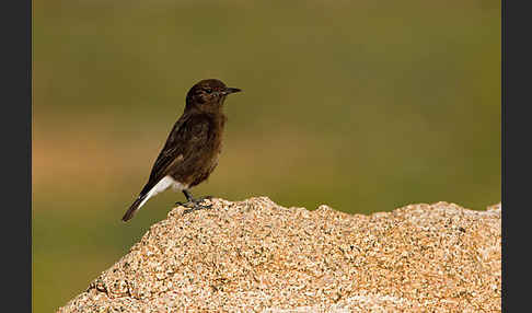 Trauersteinschmätzer (Oenanthe leucura)