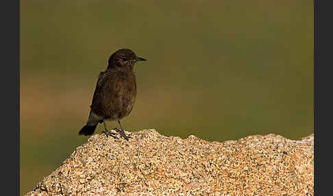 Trauersteinschmätzer (Oenanthe leucura)