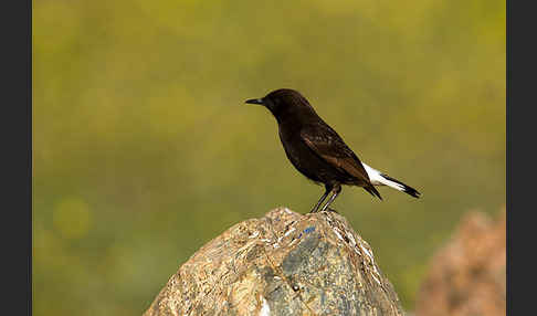 Trauersteinschmätzer (Oenanthe leucura)