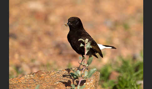 Trauersteinschmätzer (Oenanthe leucura)