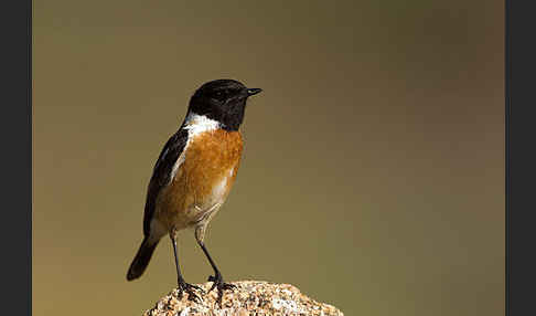 Schwarzkehlchen (Saxicola torquata)