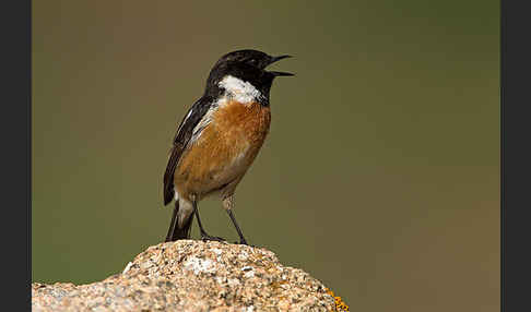 Schwarzkehlchen (Saxicola torquata)