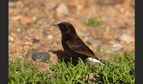 Trauersteinschmätzer (Oenanthe leucura)