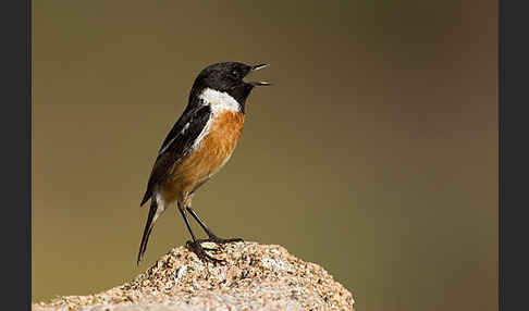 Schwarzkehlchen (Saxicola torquata)