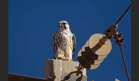 Lannerfalke sspec.1 (Falco biarmicus erlangeri)