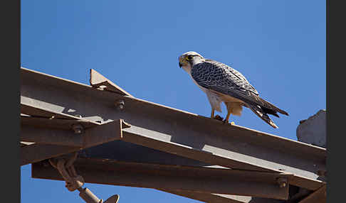 Lannerfalke sspec.1 (Falco biarmicus erlangeri)