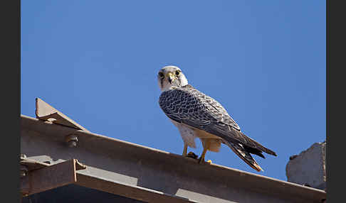 Lannerfalke sspec.1 (Falco biarmicus erlangeri)