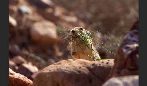 Fette Sandratte (Psammomys obesus)