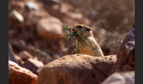 Fette Sandratte (Psammomys obesus)