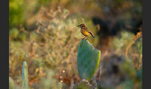 Schwarzkehlchen (Saxicola torquata)