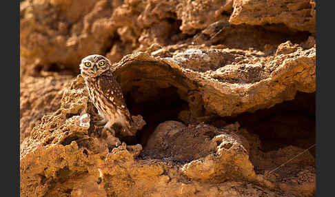 Steinkauz (Athene noctua)