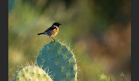 Schwarzkehlchen (Saxicola torquata)