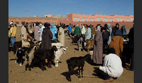 Marokko (Morocco)