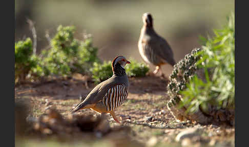 Felsenhuhn (Alectoris barbara)