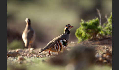 Felsenhuhn (Alectoris barbara)