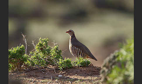 Felsenhuhn (Alectoris barbara)