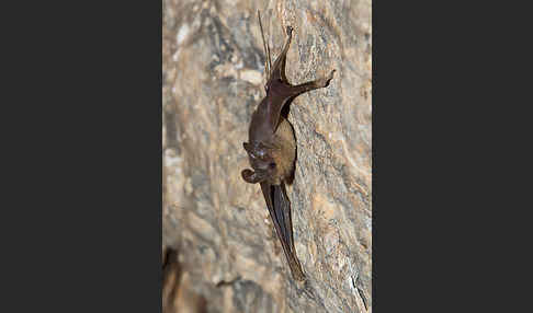 Kleine Mausschwanzfledermaus (Rhinopoma hardwickii)