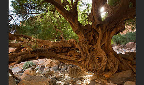 Arganie (Argania spinosa)