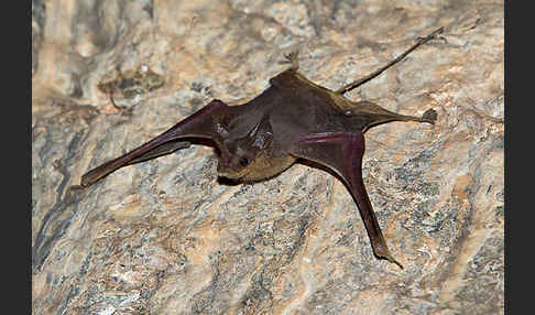 Kleine Mausschwanzfledermaus (Rhinopoma hardwickii)