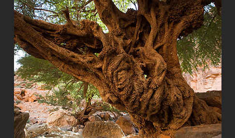 Arganie (Argania spinosa)