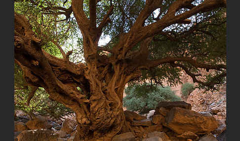 Arganie (Argania spinosa)