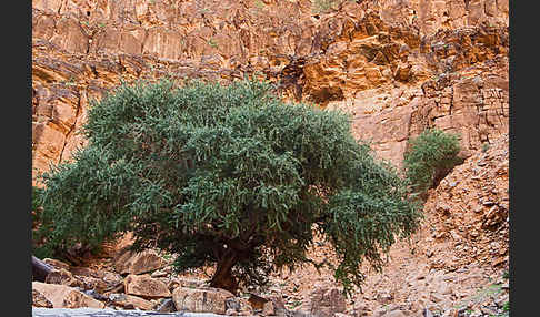 Arganie (Argania spinosa)