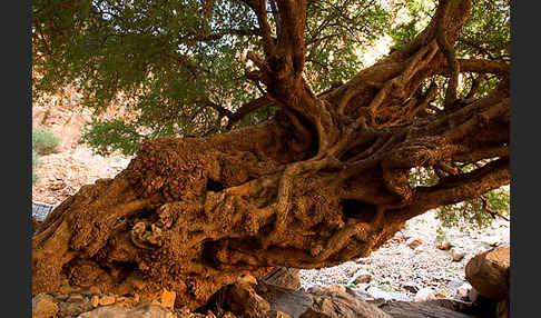 Arganie (Argania spinosa)