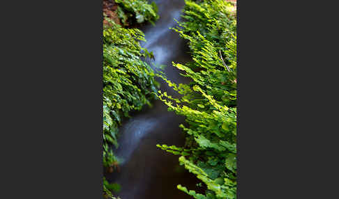 Frauenhaarfarn (Adiantum capillus-veneris)