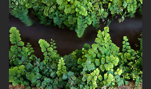 Frauenhaarfarn (Adiantum capillus-veneris)