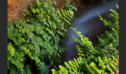 Frauenhaarfarn (Adiantum capillus-veneris)