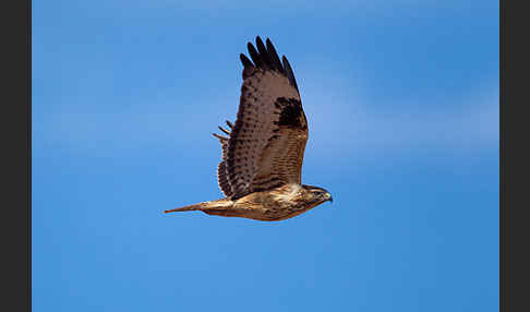 Adlerbussard (Buteo rufinus)