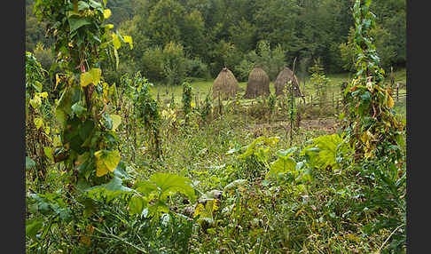 Rumänien (Romania)