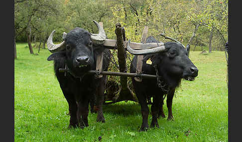 Karpatenbüffel (Bubalus arnee sspec.)