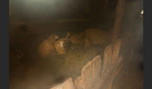 Hausschaf (Ovis gmelini aries)