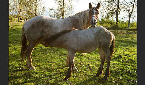 Hauspferd (Equus caballus)