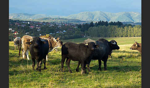 Karpatenbüffel (Bubalus arnee sspec.)