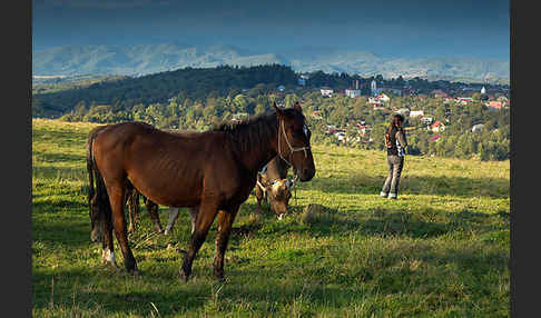 Hauspferd (Equus caballus)